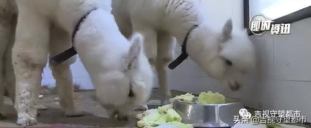 宠物羊驼幼崽多少钱一只,宠物羊驼幼崽多少钱一只图片