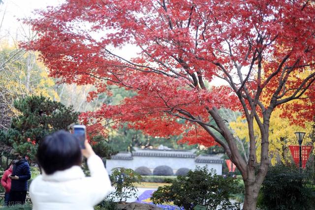 北京加代的葬礼,任加代北京大哥的葬礼