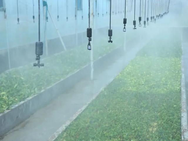 附近园林绿化苗木公司电话,附近园林绿化苗木公司电话号码