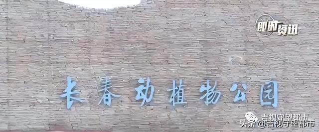 宠物羊驼幼崽多少钱一只,宠物羊驼幼崽多少钱一只图片