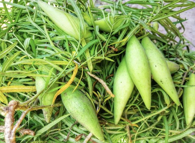 羊奶果适合什么地方种植呢图片,羊奶果适合哪里种植