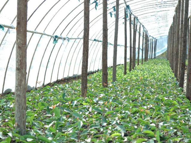 附近园林绿化苗木公司电话,附近园林绿化苗木公司电话号码