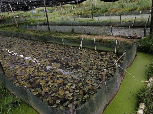 牛蛙多少钱一斤市场价2022东莞，牛蛙市场价格多少钱1斤