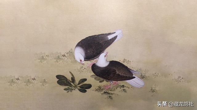 鸽子品种排名图片，鸽子品种排名图片价格