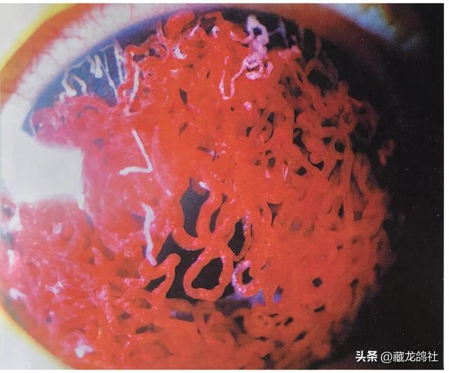 鸽子品种排名图片，鸽子品种排名图片价格