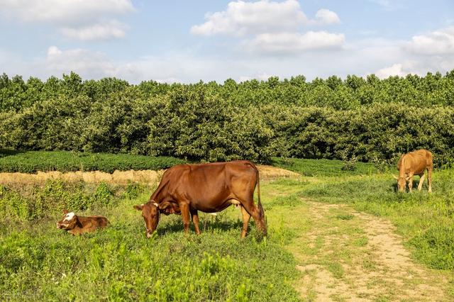 养10头牛犊一年的利润，养10头牛犊一年的利润多少,养牛利润分析