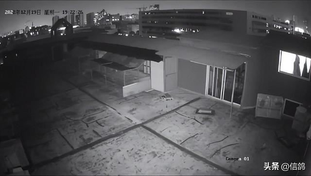 世界最好四种信鸽芬妮卡，世界最好四种信鸽芬妮卡的视频