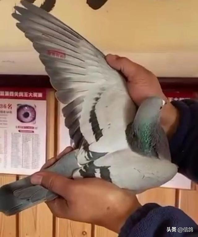 世界最好四种信鸽芬妮卡，世界最好四种信鸽芬妮卡的视频