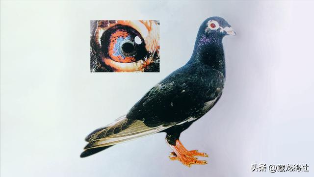 鸽子品种排名图片，鸽子品种排名图片价格