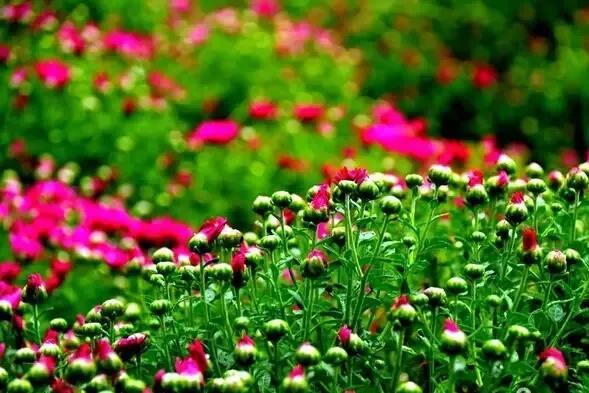 《包身工》全文，包身工在线阅读