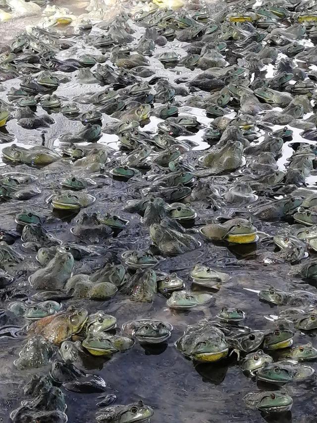 牛蛙多少钱一斤市场价2022东莞，牛蛙市场价格多少钱1斤