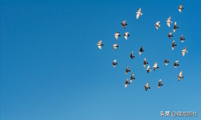 鸽子品种排名图片，鸽子品种排名图片价格