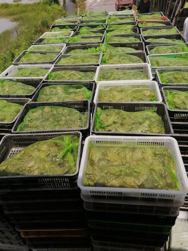 牛蛙多少钱一斤市场价2022东莞，牛蛙市场价格多少钱1斤