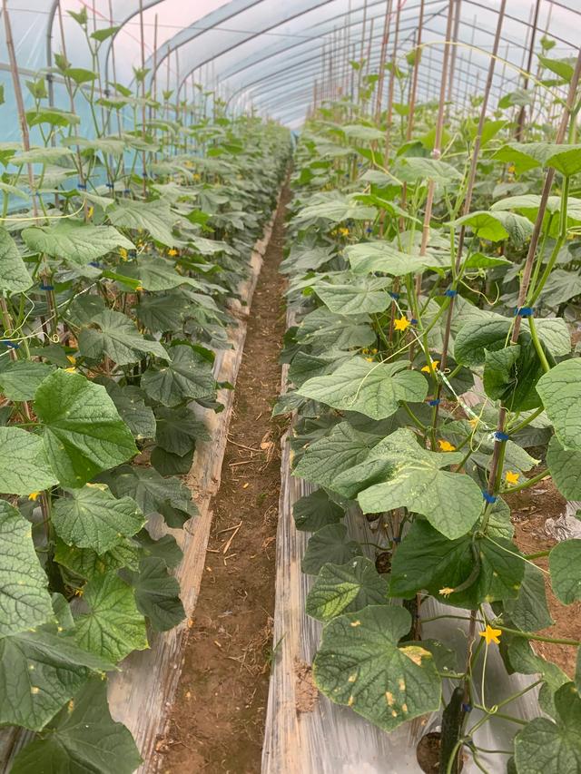 大棚种植黄瓜的技术和方法，大棚种植黄瓜的技术和方法视频