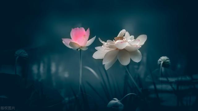 学佛网手机版官网，学佛网手机版官网入口