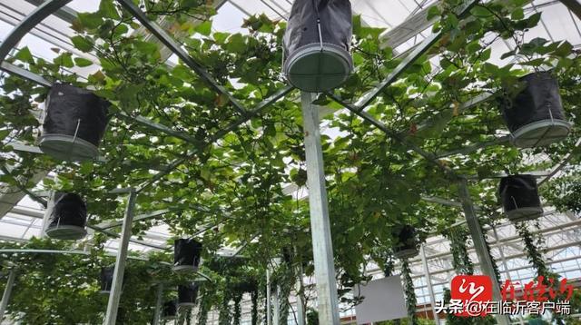 试种一粒籽教学反思简短，试种一粒籽的教学反思