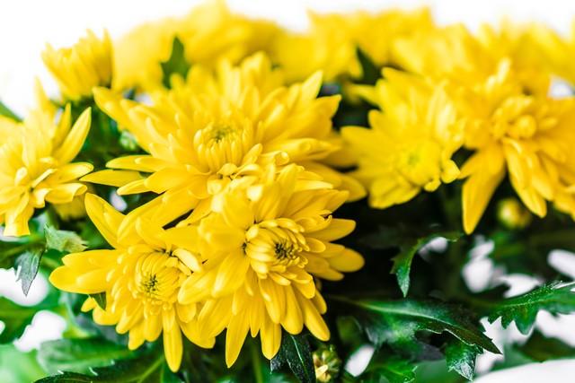 无法参加葬礼应该如何表达，无法参加葬礼应该如何表达心情