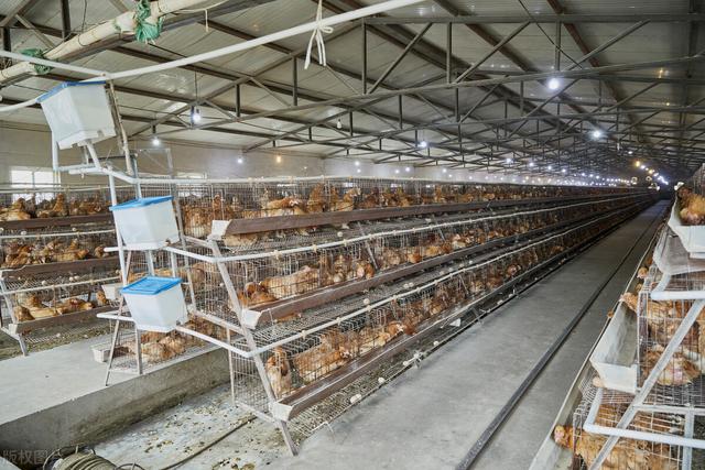 目前农村养殖什么赚钱最稳,能形成一个产业，目前农村养殖什么赚钱最稳,能形成一个产业链