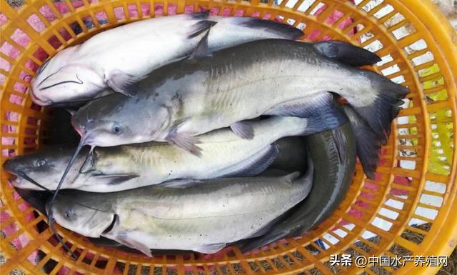 养殖什么鱼好养又赚钱呢图片，养殖什么鱼比较赚钱