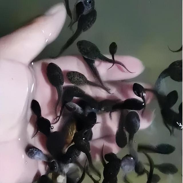 牛蛙多少钱一斤市场价2022东莞，牛蛙市场价格多少钱1斤