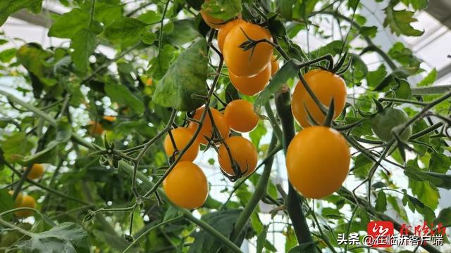 试种一粒籽教学反思简短，试种一粒籽的教学反思