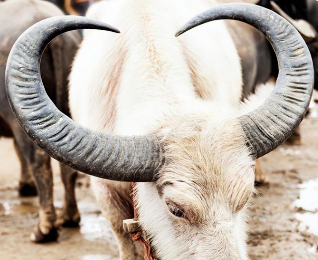青鱼石怎么打磨保养视频，青鱼石怎么打磨保养视频教程