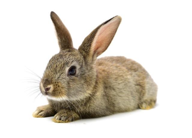 兔跟什么相冲相克，兔跟什么相冲相克怎么解决