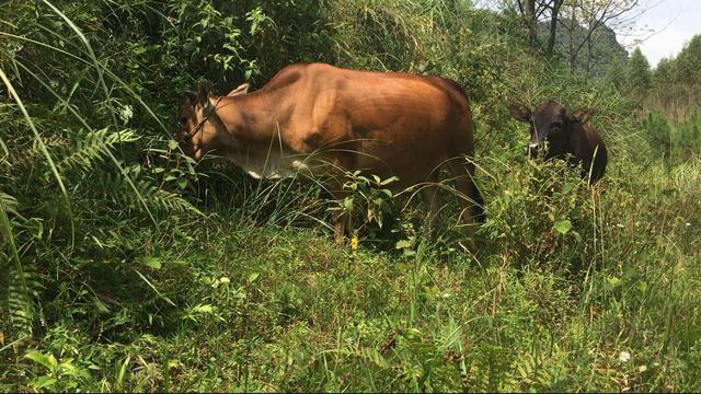 0头牛一年利润多少2020年，2020年养10头牛一年利润多少"