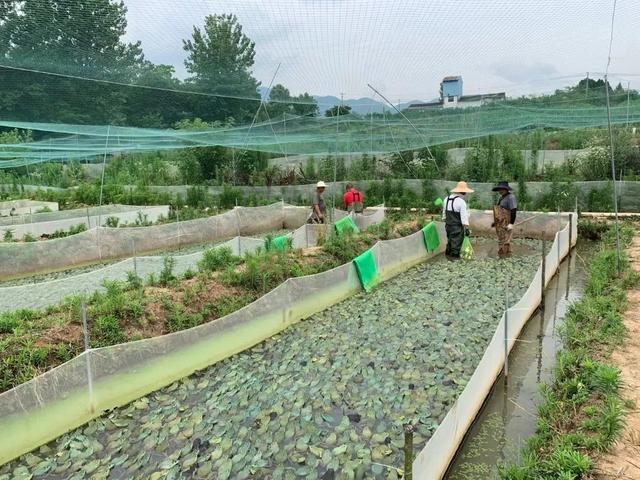 牛蛙多少钱一斤市场价2022东莞，牛蛙市场价格多少钱1斤