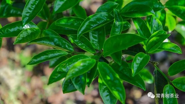 有创意的茶叶广告宣传视频，有创意的茶叶广告宣传视频大全