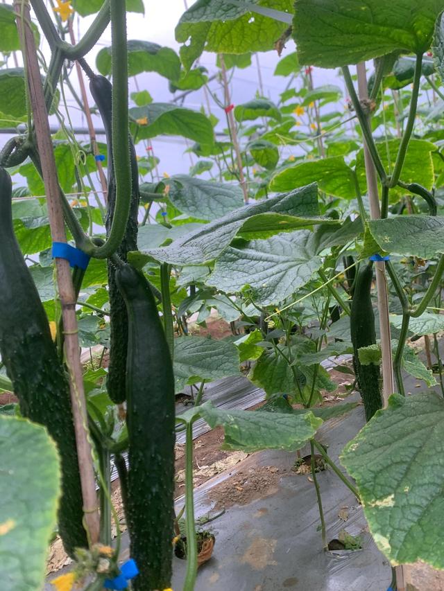 大棚种植黄瓜的技术和方法，大棚种植黄瓜的技术和方法视频