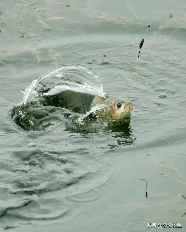 走水严重钓鱼如何防止走漂视频，走水严重钓鱼如何防止走漂视频教程