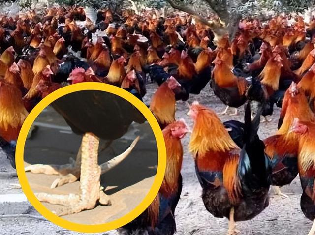 青鱼石怎么打磨保养视频，青鱼石怎么打磨保养视频教程