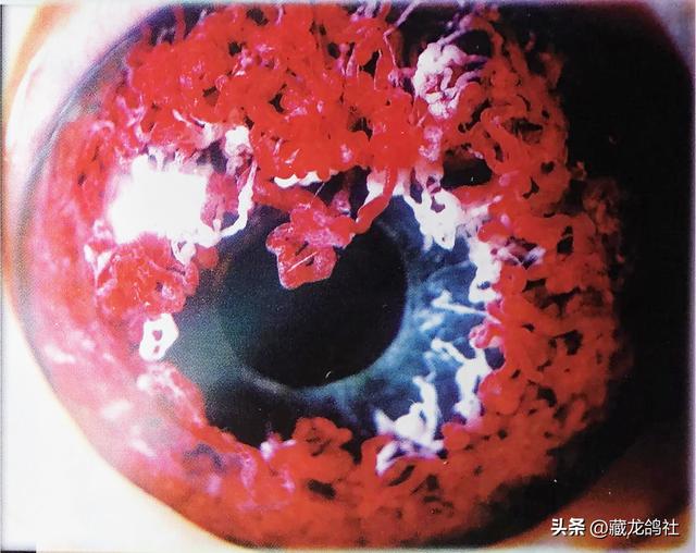 鸽子品种排名图片，鸽子品种排名图片价格