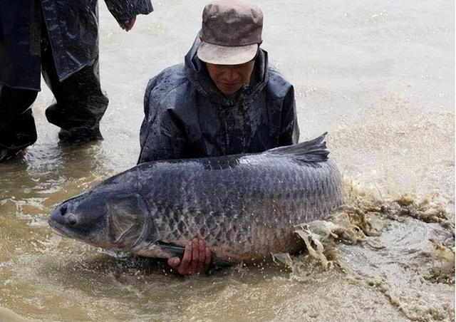 青鱼石怎么打磨保养视频，青鱼石怎么打磨保养视频教程