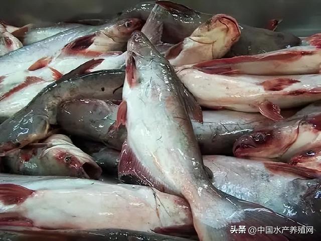 养殖什么鱼好养又赚钱呢图片，养殖什么鱼比较赚钱