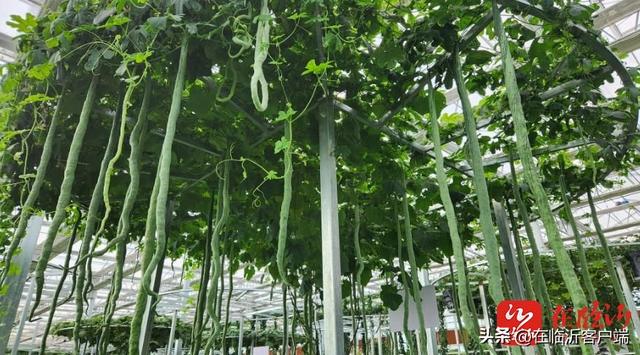 试种一粒籽教学反思简短，试种一粒籽的教学反思