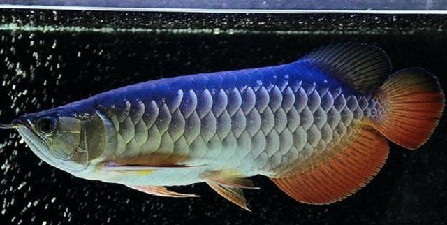 红龙鱼大概多少钱一条,红龙鱼价格多少钱一条