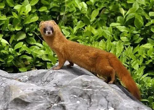 如何判断自己身上有仙还是鬼,晚上害怕鬼怎么办