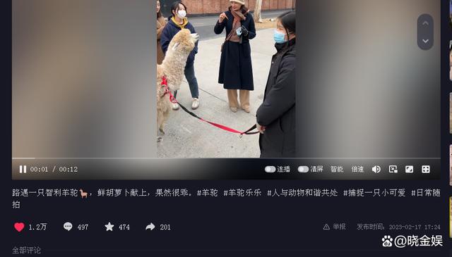 刘芳菲和老百姓零距离，北京街头和遛羊驼的素人亲切交流唠家常