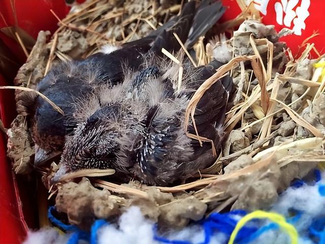 吉祥鸟AC313A,吉祥鸟AC313A在哪里首飞