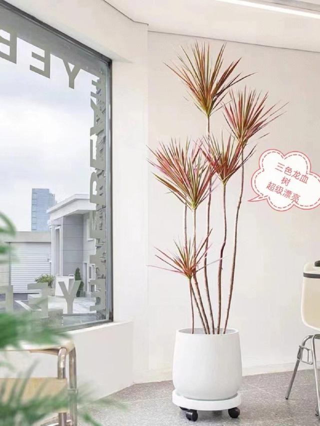 客厅最旺宅的大型植物金钱树,客厅最旺宅的大型植物金钱树非州茉莉哪个比较好