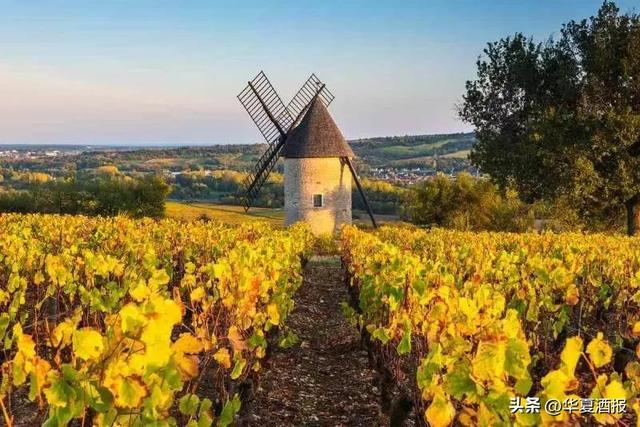 查酒价格的软件扫一扫,红酒回收价格查询