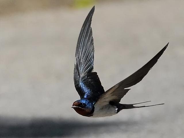 吉祥鸟AC313A,吉祥鸟AC313A在哪里首飞