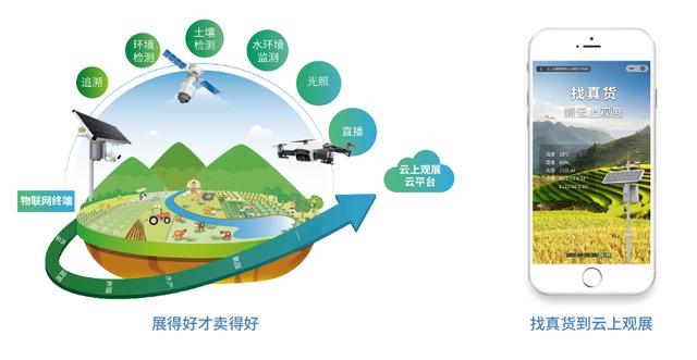 瑞泉岩茶价目表,瑞泉岩茶价目表岩香妃