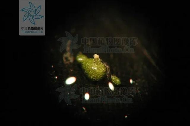 飘浮与漂浮拼音的区别,漂浮的拼音是什么样的