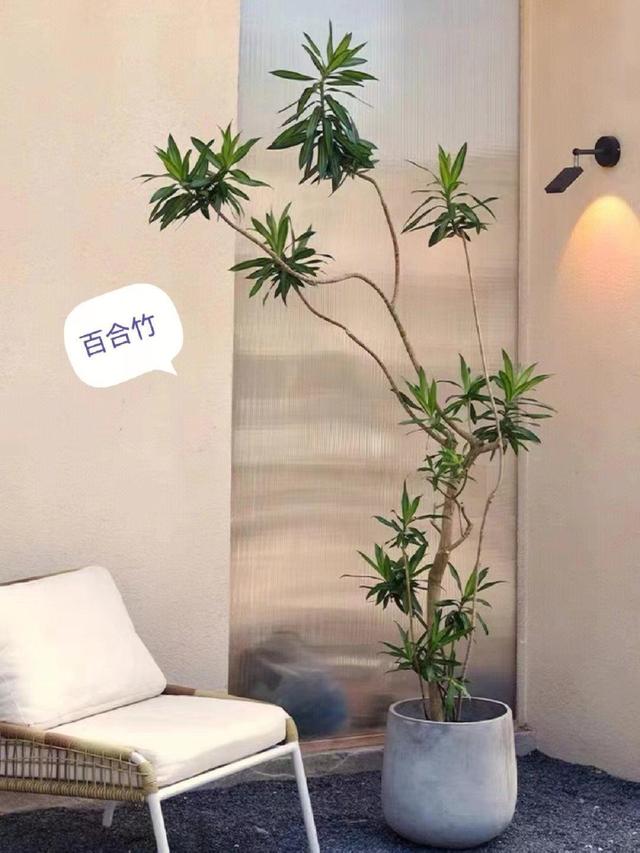 客厅最旺宅的大型植物金钱树,客厅最旺宅的大型植物金钱树非州茉莉哪个比较好