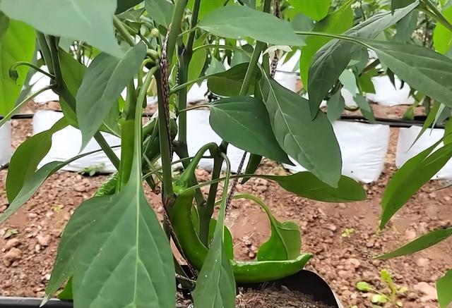 辣椒的生长过程图片,辣椒的生长过程记录表