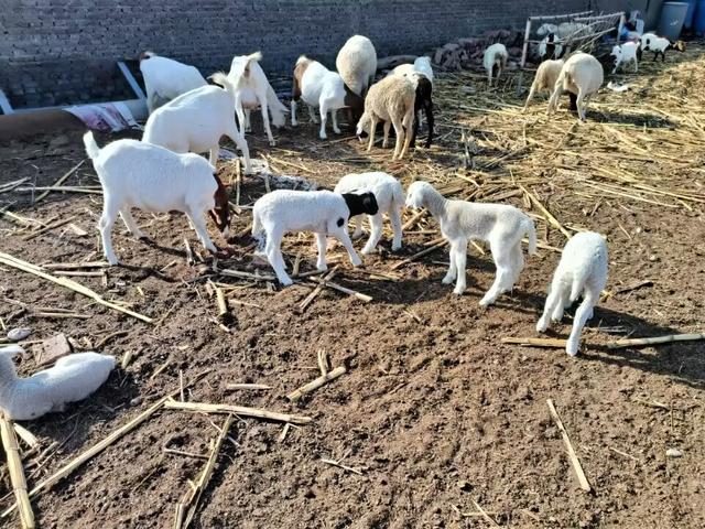 家庭养殖好项目有哪些,土元养殖前景利润如何