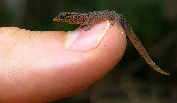 国产小矮马多少钱一只,小羊驼最便宜一只多少元